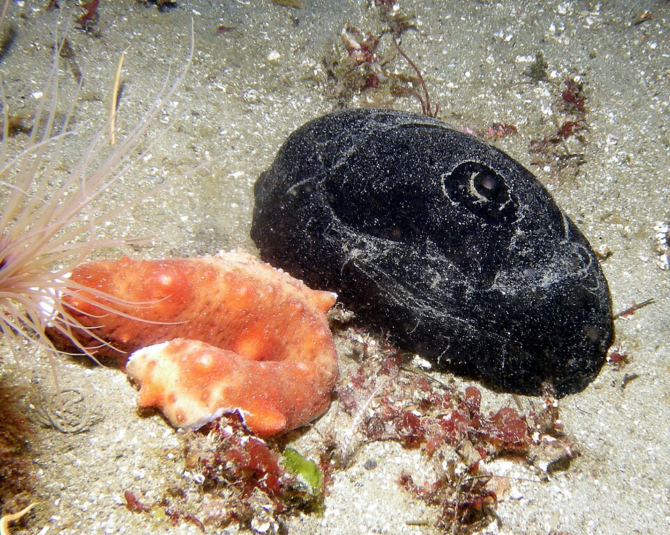 Giant Keyhole Limpet