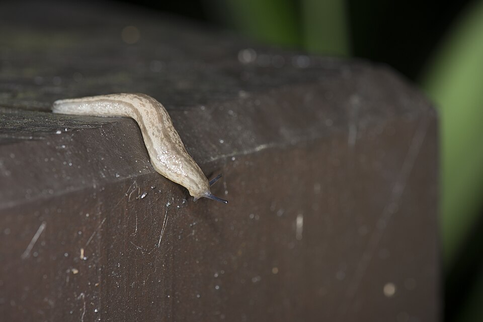 Chinese Slug