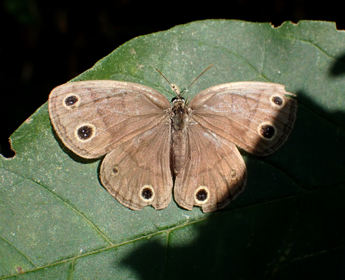 Little Wood Satyr