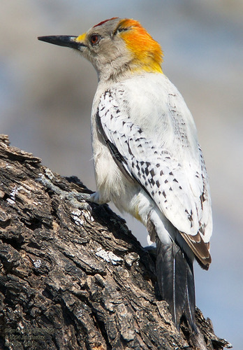 Golden-fronted Woodpecker