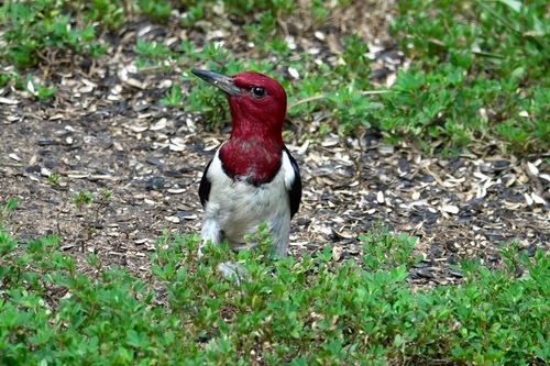 Red-headed Woodpecker