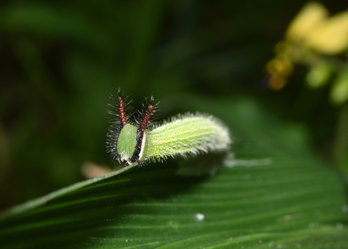 Common Evening Brown