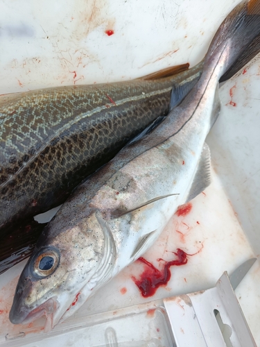 Haddock