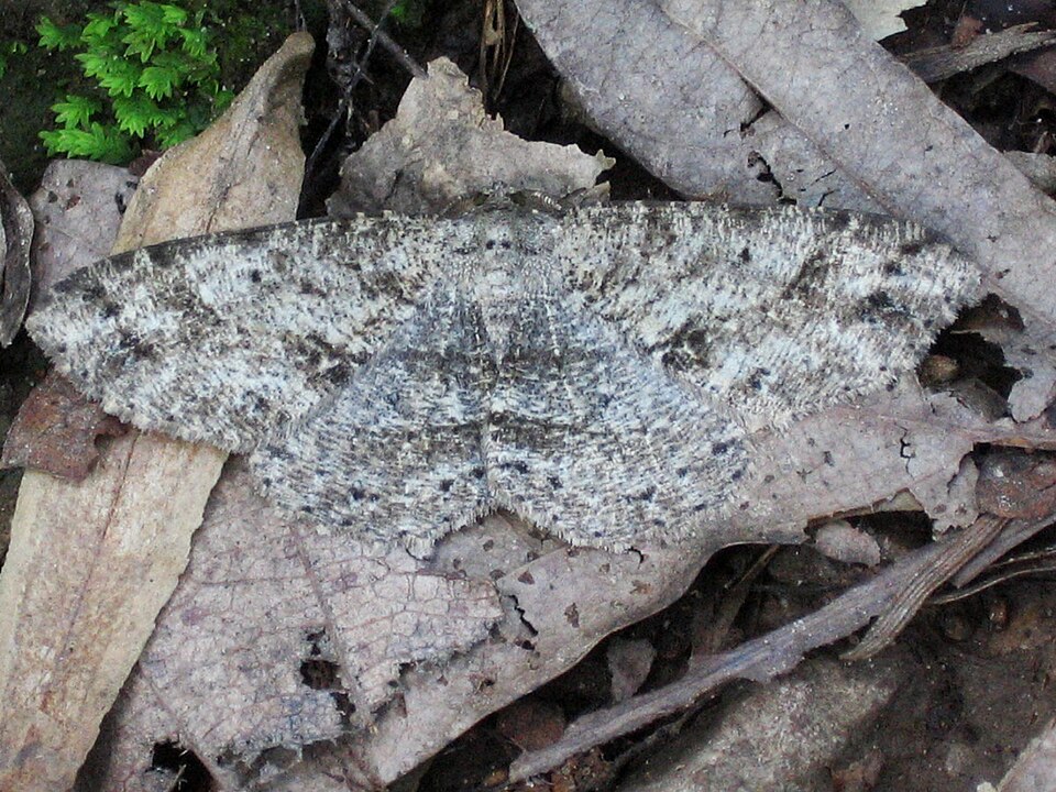 Canadian Melanolophia Moth