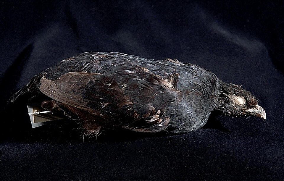 Black Partridge