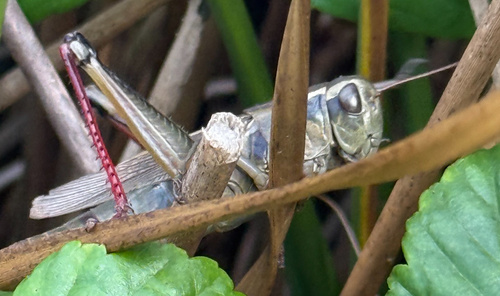 Two-striped Grasshopper