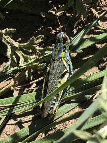 Red-legged Grasshopper