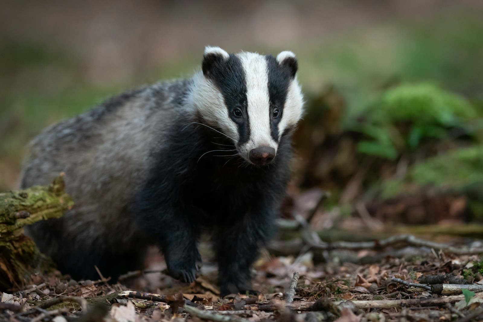European Badger