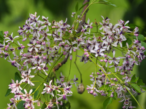 Chinaberry