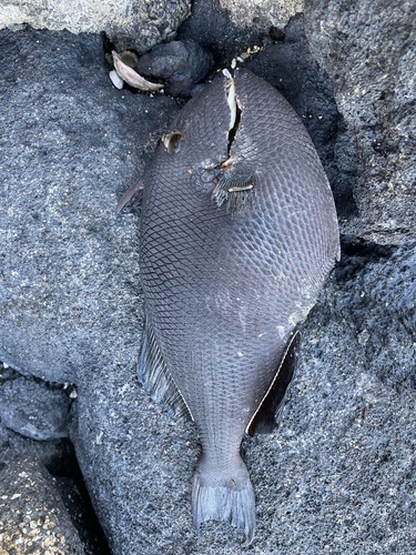 Black Triggerfish