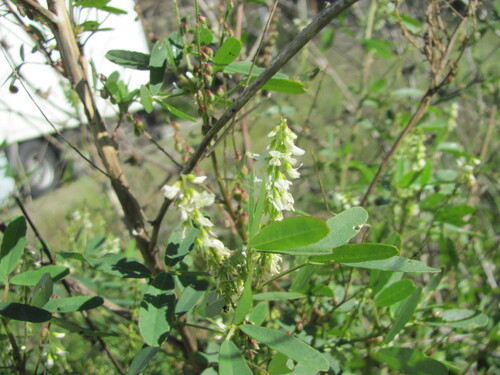 White Sweetclover