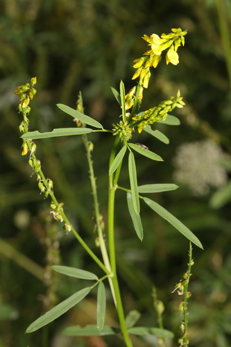 Yellow Sweetclover