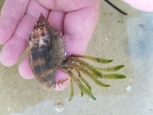 American Crown Conch