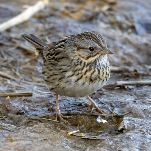 Lincoln's Sparrow