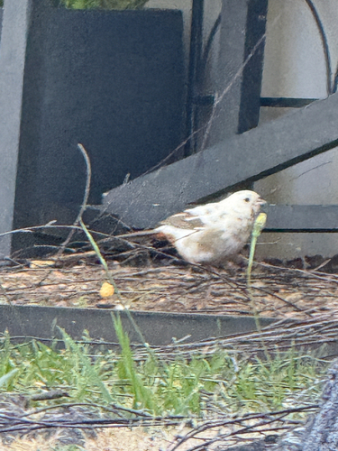 California Towhee