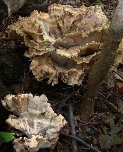 Black-staining Polypore