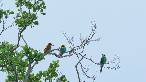 European Bee-eater