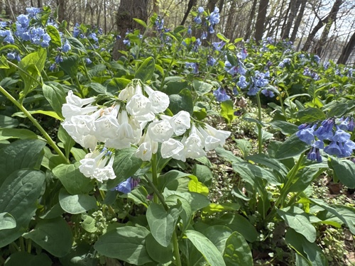Virginia bluebells