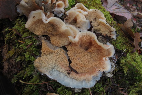 Trembling Crust