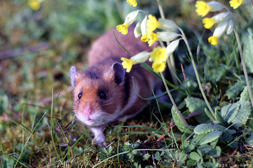Golden Hamster
