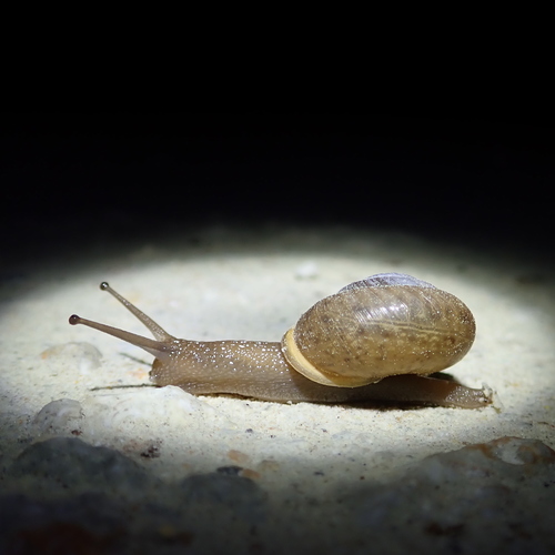 White-lip Globe Snail