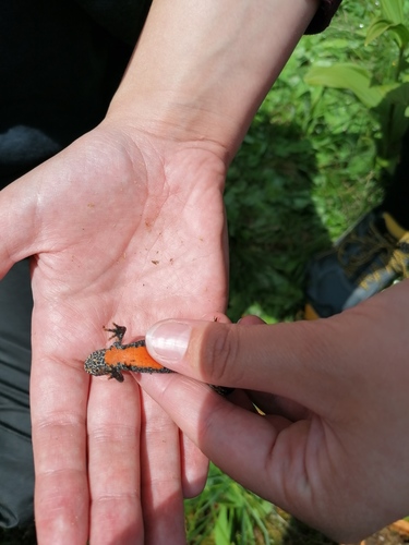 Alpine Newt