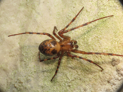 European cave spider