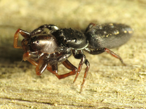 Ribbon Jumping Spider