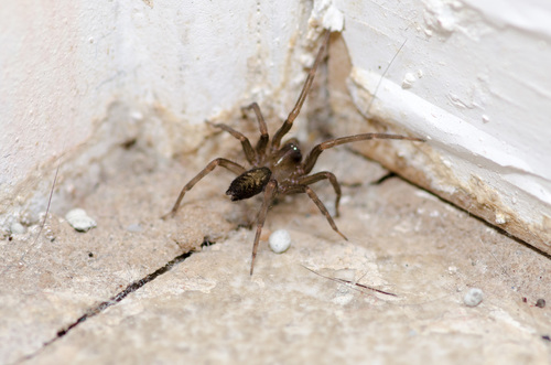 South American Toothed Hacklemesh Weaver