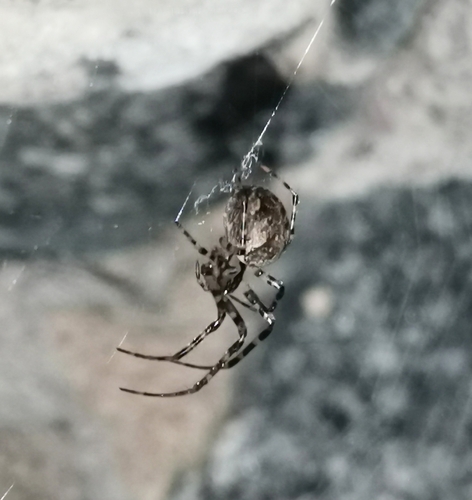 Shaded Orbweaver
