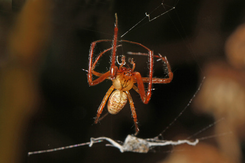 Eurasian Armoured Long-jawed Spider