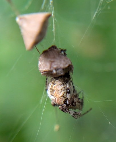 Labyrinth Orbweaver