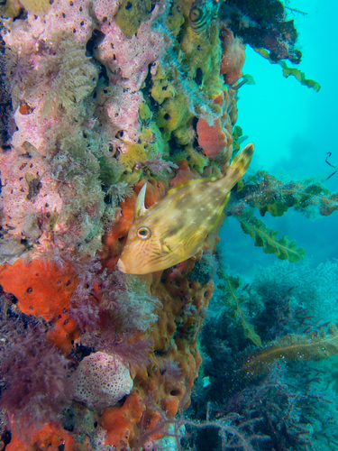 Sixspine Leatherjacket