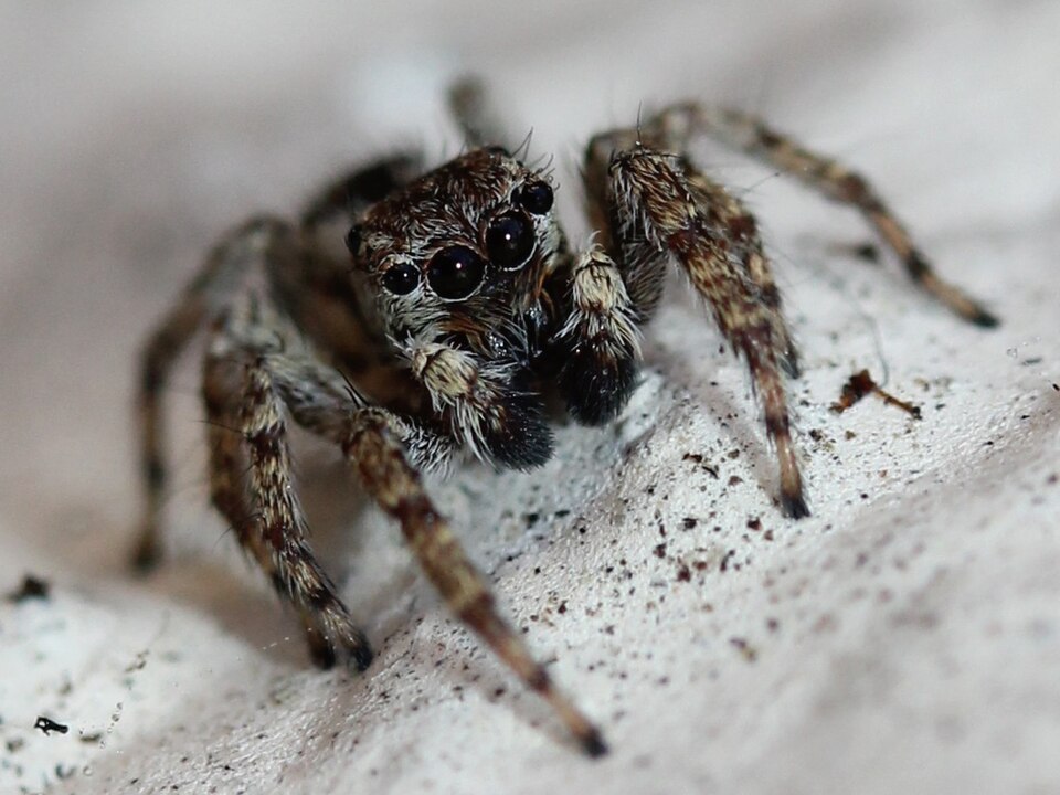 Mexigonus minutus