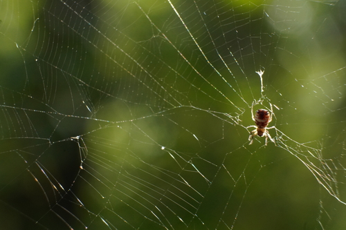 White Micrathena