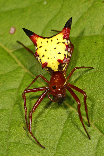 Arrow-shaped Orbweaver