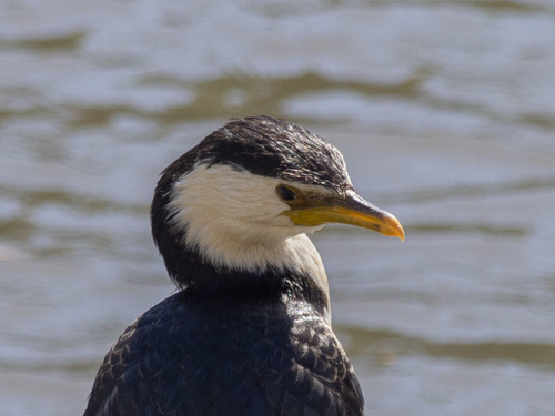 Little Pied Cormorant