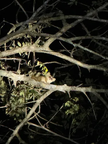 Madame Berthe's Mouse Lemur