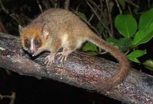 Peters’ Mouse Lemur