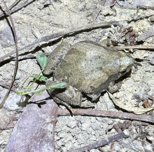 East Asian Ornate Chorus Frog