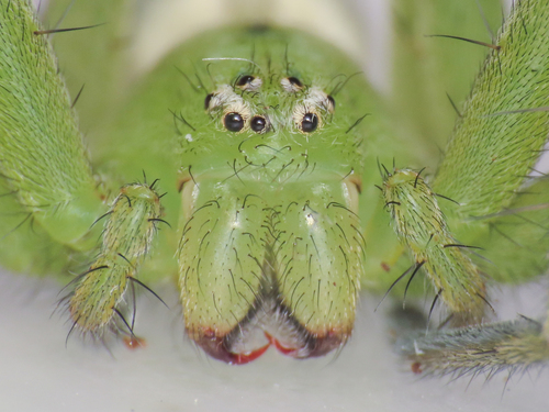 Green Huntsman Spider