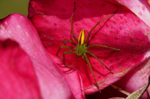 Green Huntsman Spider