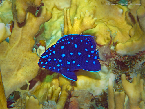 Yellowtail Damselfish