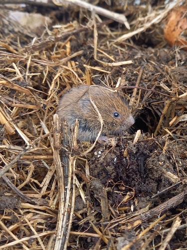 Field Vole