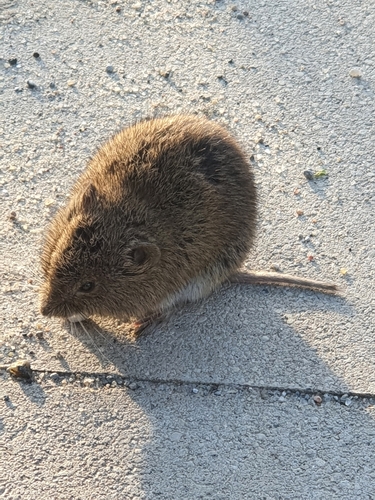 Common Vole
