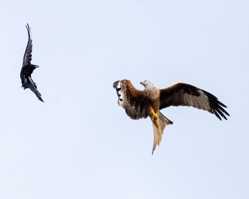 Red Kite