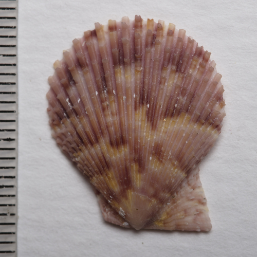 Variegated Scallop