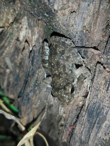 Common Paddy Field Frog