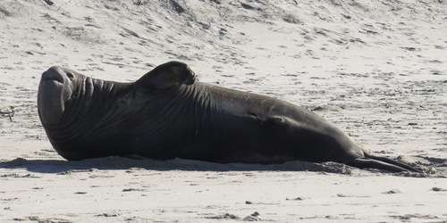 Northern Elephant Seal