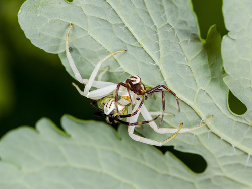 Goldenrod Crab Spider